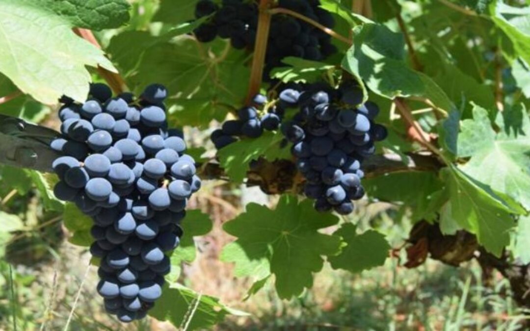 EL ESTUDIO CONFIRMA QUE LOS TANINOS EN EL VINO PUEDENAYUDAR EN LA LUCHA CONTRA EL COVID-19